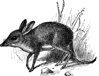 bandicoot