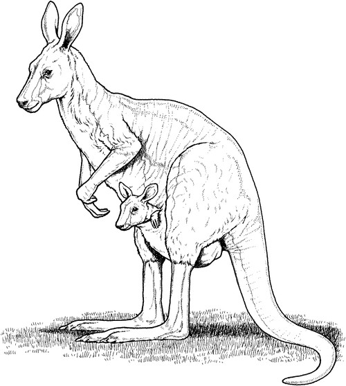 kangaroos