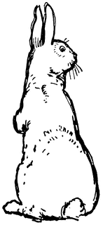 rabbit